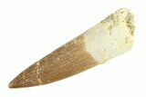 Fossil Plesiosaur (Zarafasaura) Tooth - Morocco #293218-1